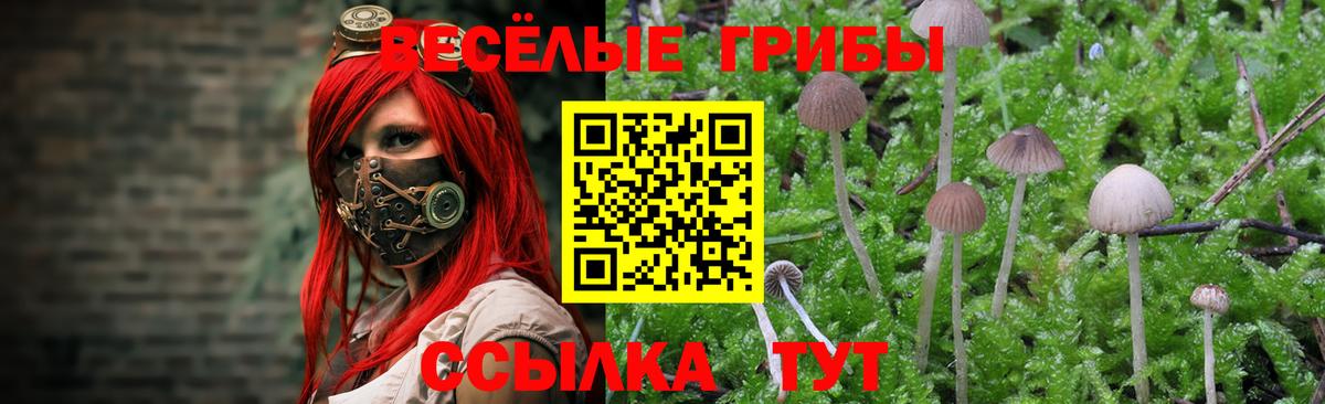 Псилоцибиновые грибы Cubensis  Вход с VPN  Кудымкар 